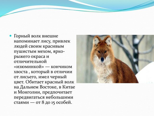 Вымирающие виды животных в России, Красная книга. Фото, презентация, названия на английском языке с переводом