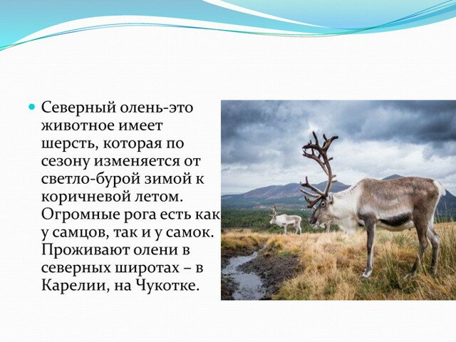 Вымирающие виды животных в России, Красная книга. Фото, презентация, названия на английском языке с переводом